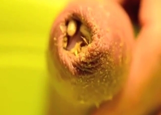 Foreskin maggot showcase for all the fans