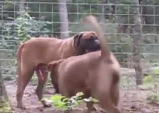 Zoophile loves mastiff porn with hot banging