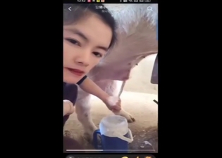 Chinese slut sucking on a dog's cock for fun