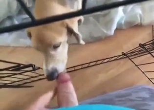 Dude is going to put his dick to let beast lick