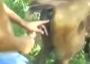 Mare's pussy may be stretched out for real