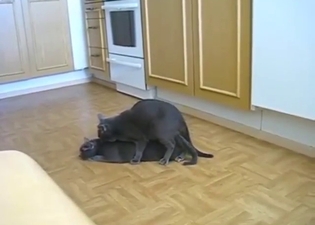Bestiality sex looks great, these cats are kinky