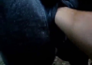 If u love mares that get fisted, you'll love this
