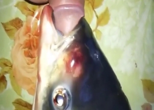 Confusing zoo fuck movie with a sexy fish