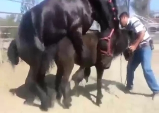 Hard, intense fucking with horses that go NUTS