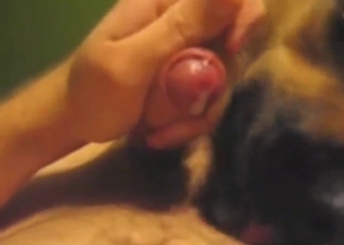 Monster cock gets licked by a sexy doggo