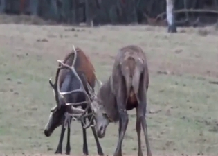 Sexed-up deer fucks another deer while outside
