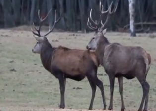Sexed-up deer fucks another deer while outside
