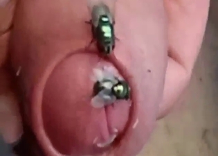 Dude is into flies crawling into his sweaty cock