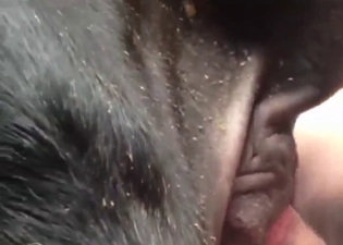 Fuck the cow to make it hornier than ever
