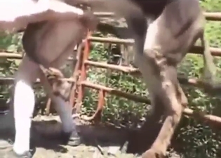 With thicc ass like that, he seduces all donkeys