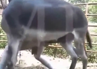 With thicc ass like that, he seduces all donkeys