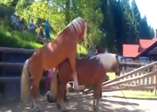 Horses with hotter bodies enjoy real mating