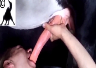 Handjob seems to be the best cure for horse