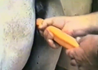 Mare's pussy stretched by a dildo toy today