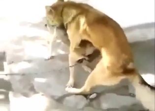 Dog public bang with lots of passionate gaping