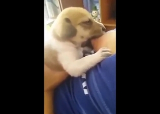 Zoophile lets this dog drink milk from the tit