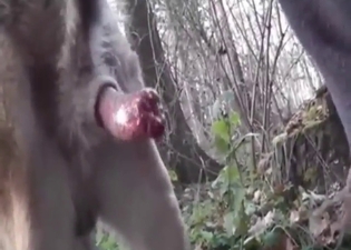 Fragile zoophile strokes a dog's dick after this