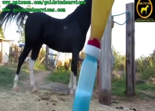 A very hung stallion is about to fuck hard