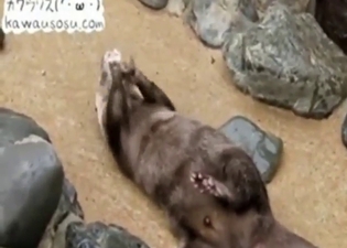 Attention to the way these otters fuck on cam