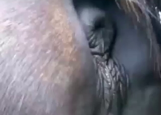 XXX porn movie with a mare's pussy showcased