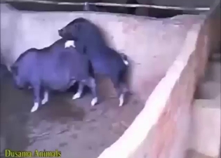 Crazy zoo sex with two pigs fucking each other