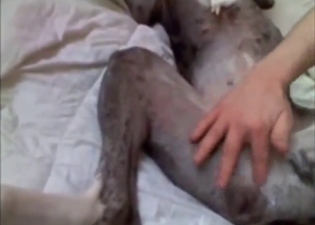 Twink drilling a dog's wet pussy on a bed