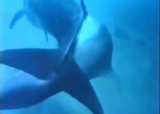Like a true porn stars, these dolphins FUCK