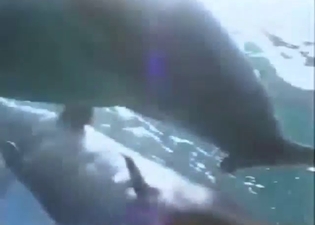 Like a true porn stars, these dolphins FUCK