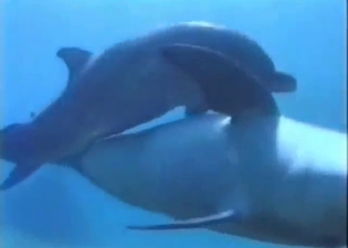 Like a true porn stars, these dolphins FUCK