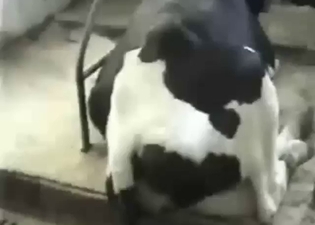 Zoo sex shows a cow taking a major dick inside