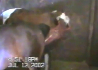 Bestiality porn with a horse and another horse