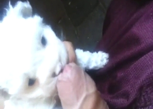 Uncut cock is going to get licked by a white dog