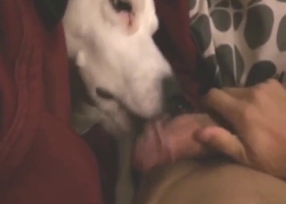 Dog is going to worship cock with long licks