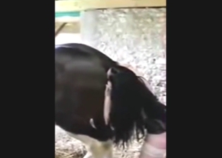 Horse-loving bitch is going to lick that opening