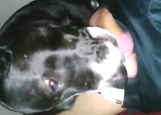 Tiny dog is going to fuck that zoophile in POV