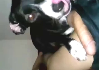 Tiny dog is going to fuck that zoophile in POV