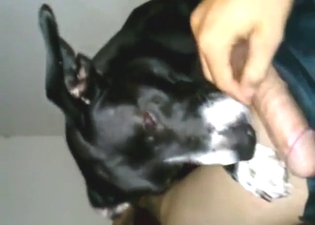 Tiny dog is going to fuck that zoophile in POV