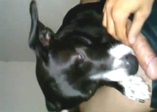 Tiny dog is going to fuck that zoophile in POV