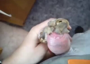 Snails are going to prop him up for a nice cumshot