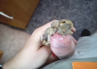 Snails are going to prop him up for a nice cumshot