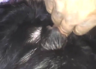 Bitch-ass animal lover enjoying POV action