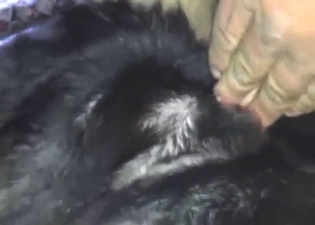 Bitch-ass animal lover enjoying POV action