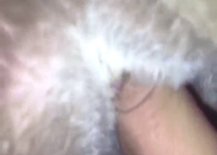 Humping dog is going to enjoy hands and feet