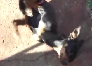 Outdoor dog fucking with plenty of hot action