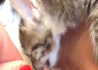 Kitten is going to lick pussy with real passion
