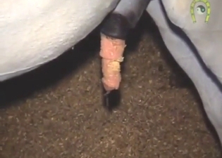 Stallion's piss-stick is being showcased for real