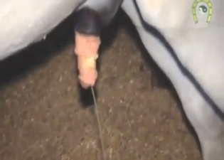 Stallion's piss-stick is being showcased for real