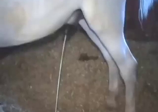 Stallion's piss-stick is being showcased for real