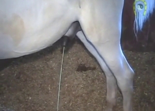 Stallion's piss-stick is being showcased for real